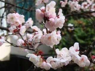 この花咲きて