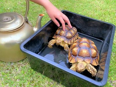 230816水上+ヘビ見分け方