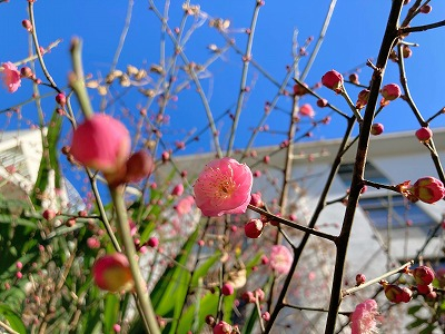 240125水上+梅開花